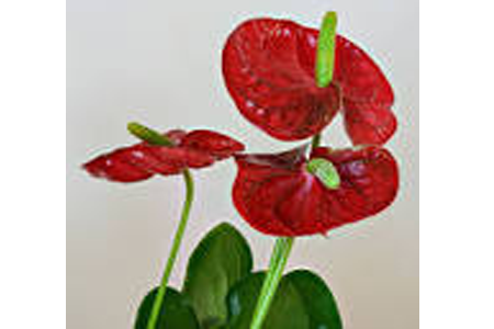 Anthurium plants suppliers in india