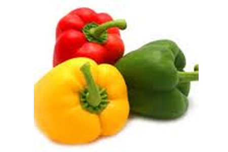 capsicum plants suppiers in india