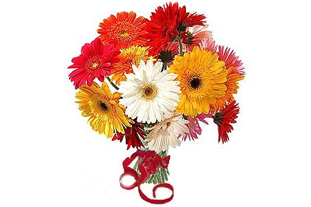 gerbera plants suppliers in india