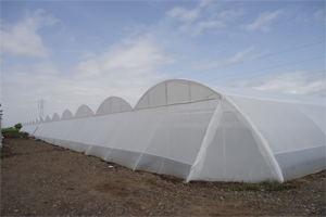 Greenhouse Suppliers