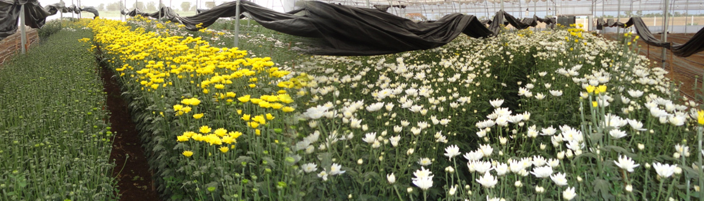 Rose Plants Cultivation