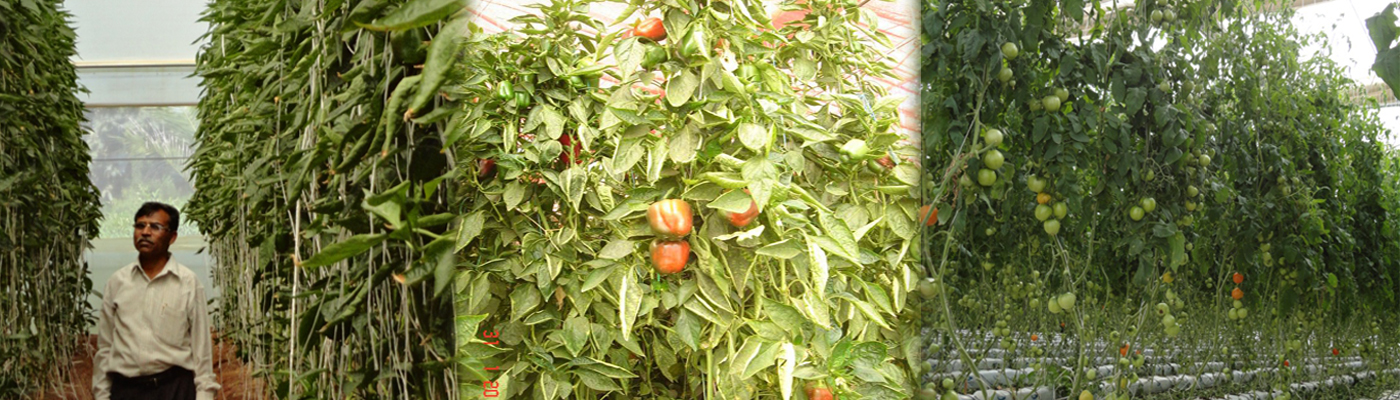 betel plants