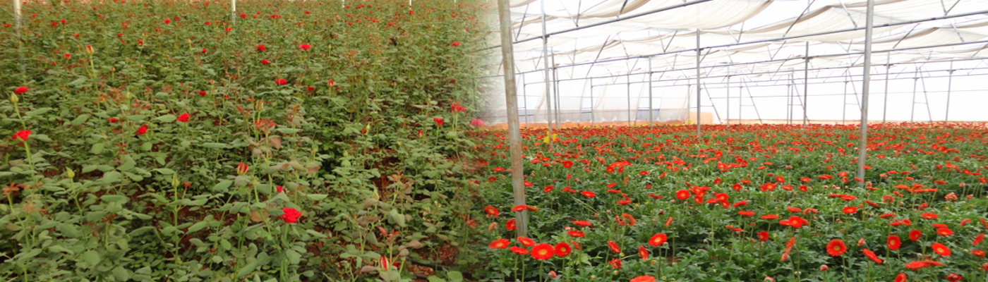 gerbera plants in india